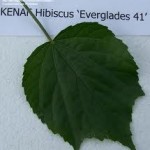 Kenaf Leaf  Everglades