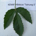 Kenaf Leaf  Tainung-2